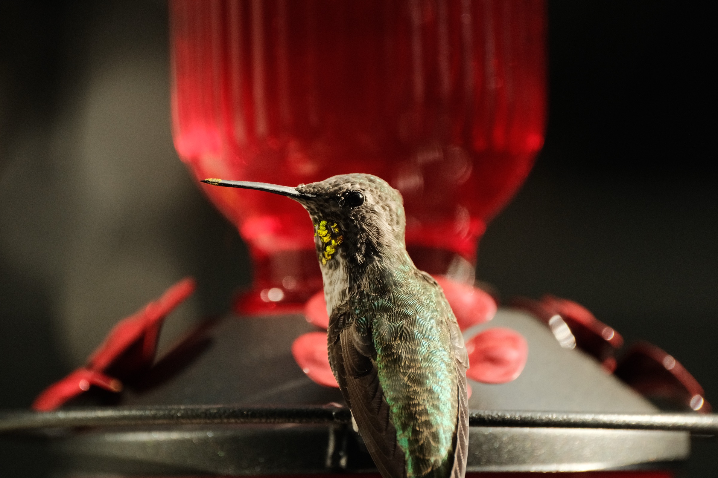 Photograph by James Bartolozzi